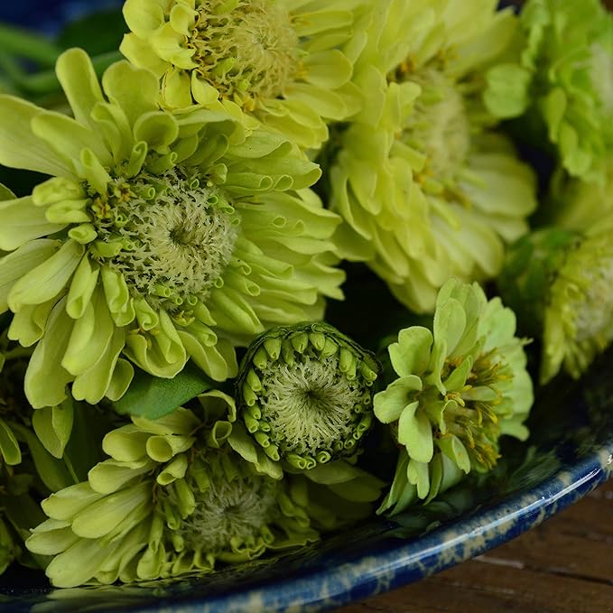 Green Envy Zinnia - 50 Seeds - Heirloom Green Zinnia Variety, Attracts Bees & Butterflies, Pollinator-Friendly, Non-GMO Flower Seeds for Planting Outdoors in The Home Garden, Thresh Seed Company