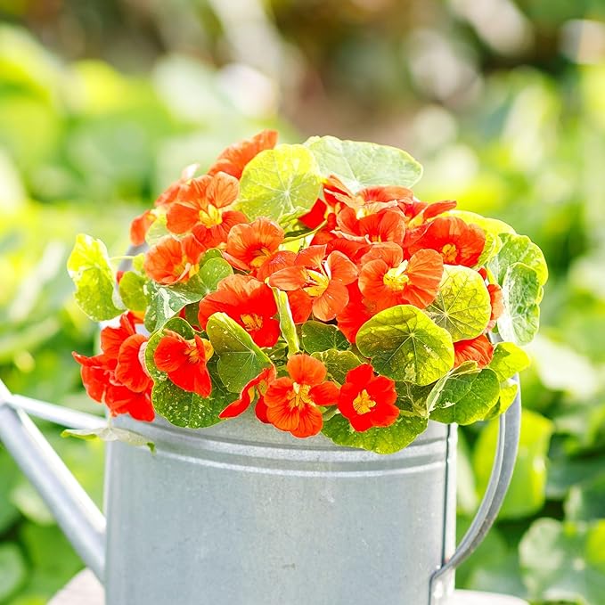 Eden Brothers Nasturtium Seeds - Alaska Scarlet Non-GMO Seeds for Planting, Packet | Low-Maintenance Flower Seeds, Plant During Spring Season, Zones 1, 10, 2, 3, 4, 5, 6, 7, 8, 9