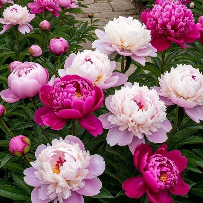 150+ Perennial Peony Flower Seeds for Planting Heirloom Peony Poppy Seeds Open Pollinated Attract Butterflies Outdoor and Indoor
