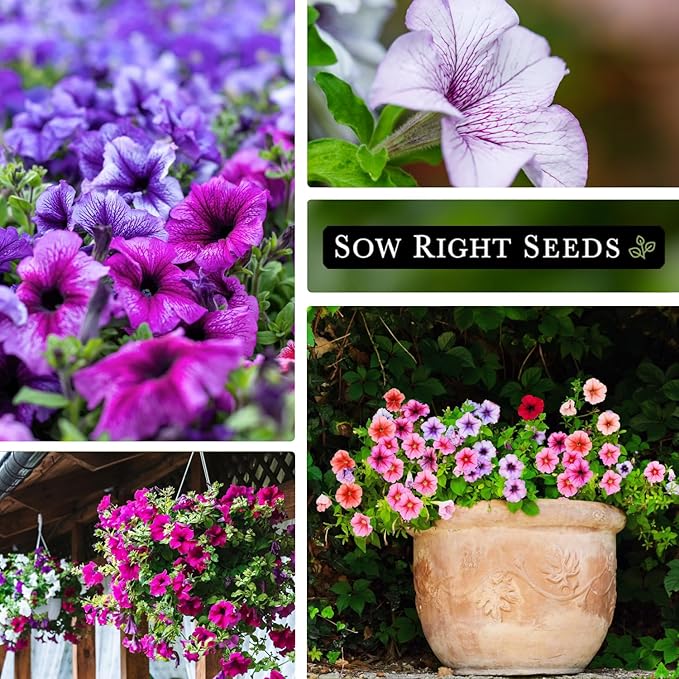 Sow Right Seeds - Dwarf Mixed Petunia Seeds to Plant - Full instructions for Planting and Growing a Flower Garden - Non-GMO Heirloom Seeds - Annual Hanging Basket Flower - Wonderful Gardening Gift (2)