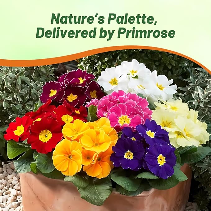 Outsidepride Danova Grower Mix Common Primrose Seeds - 25 Pcs Annual, Hardy, Easy to Grow & Low Maintenance Flower Seeds for Planting Vibrant Soft Blooms, for Containers, Borders & Erosion Control