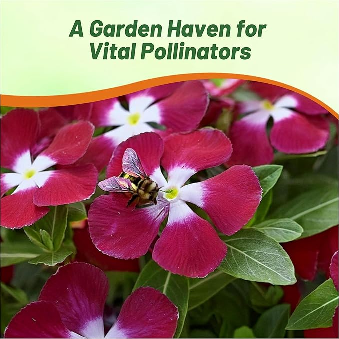 Outsidepride Burgundy Periwinkle Seeds for Planting – 100 Pcs Annual, Fast-Blooming, Heat & Drought Tolerant Vinca Flower Seeds with Vibrant Colors Ideal for Gardens, Beds, Borders & Containers