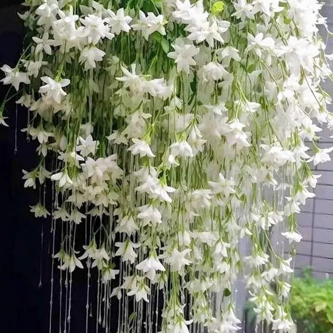 300+ Exotic Climbing Jasmine Flower Seeds for Planting Fragrant Plant Seeds Non-GMO Garden Home Jasmine Garden Balcony Climbing Flower