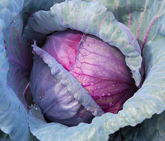 Cabbage Seeds for Planting - Plant & Grow Red Acre Cabbage in Your Home Outdoor Vegetable Garden - Heirloom Non GMO Planting Packets with Full Instructions - Great Gardening Gift - 1 Packet