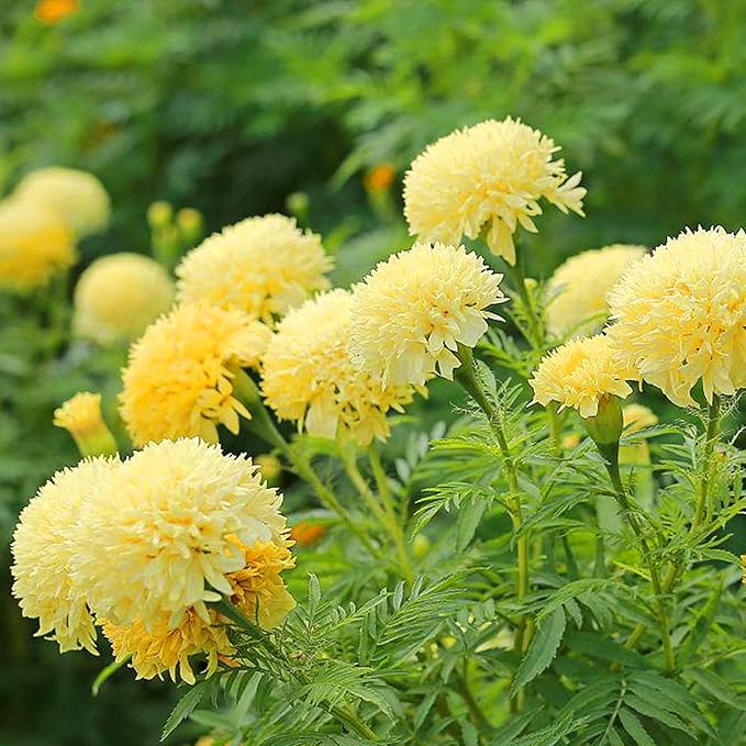 Dwarf French Marigold Seeds for Planting, 1006+pcs Rare Perennial Marigold Flower Seeds Plants, Non-GMO Heirloom Companion Blooms Flowers Plants in Home Garden Outdoors