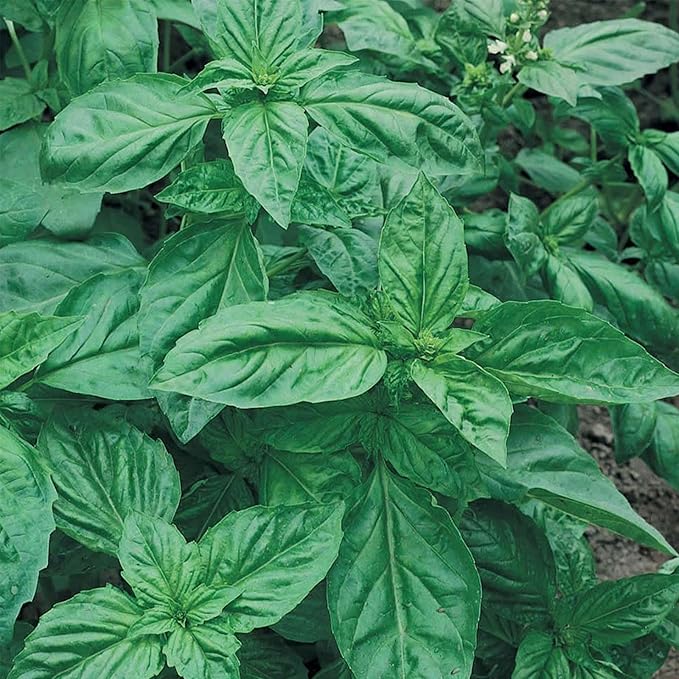 Genovese Basil Microgreens Seeds - 1 Lb ~256,000‬ Seeds - Non-GMO Bulk Seed for Growing Micro Herbs, Indoor Gardening, Herb Garden, Micro Greens