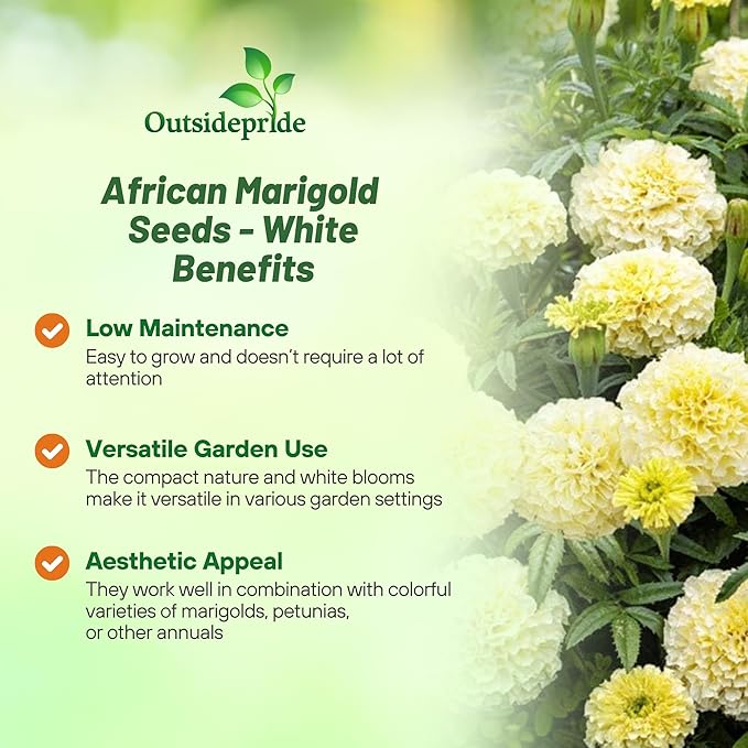 Outsidepride Nana Kilimanjaro White African Marigold Seeds for Planting - 500 Pcs Annual, Compact & Heat-Tolerant, Flower Seeds w/Creamy White 3-Inch Blooms, Ideal for Vibrant Pollinator Gardens