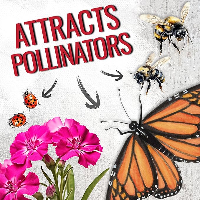 Seed Needs Sweet William Seeds for Planting Dianthus Flowers - Heirloom & Open Pollinated Annual Wildflower Seed Mix to Attract Butterflies, Bees & Other Pollinators to a Butterfly Garden (2 Packs)