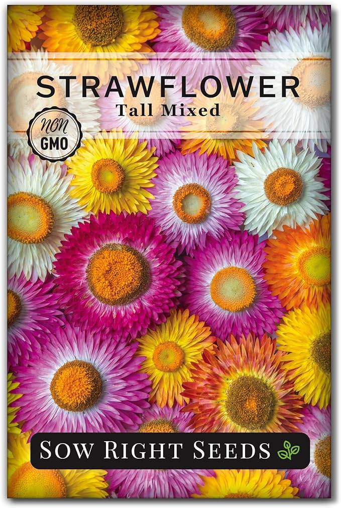 Sow Right Seeds - Tall Mixed Strawflower Seeds - Non-GMO Heirloom Packet with Instructions to Grow - Beautiful to Plant in Your Flower Garden - Cut Flower Favorite - Wonderful Gardening Gift (1)