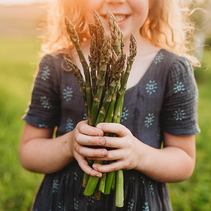 Mary Washington Asparagus - 100 Seeds - Heirloom & Open-Pollinated Variety, Non-GMO Vegetable Seeds for Planting Outdoors in The Home Garden, Thresh Seed Company