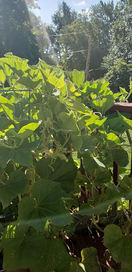 Heirloom Bottle Gourd New Lauki Cucuzzi Seeds Opo Asian Calabash Melon Chinese Squash Non-GMO Heirloom 20pcs