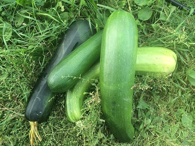 RAISE ME UP: Seeds Zucchini Green Machine Courgette Non GMO Heirloom