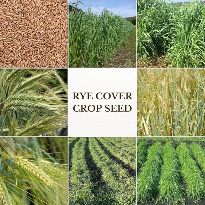 4 Lbs Rye Grass Seeds for Lawn, Rye Cover Crop Seeds for Outdoor Planting, Fast-Growing Grass Seed