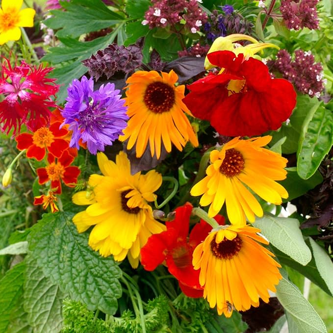 Flowering Herbs Mix Seeds (0.25 Oz)