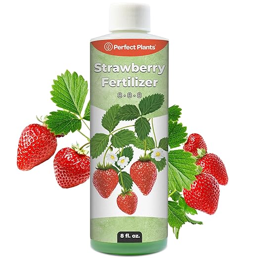 Strawberry Plant Fertilizer by Perfect Plants | Best Liquid Fruit Plant Food for Strawberries | for Acid Loving Berry Bushes in Your Backyard Farm (8 fl oz)