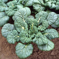 Chinese Cabbage Seeds - Yukina Savoy - 3 g Packet ~906 Seeds - Non-GMO, Heirloom - Asian Garden Vegetable & Microgreens