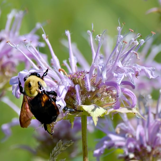 Seed Needs Bee Balm Seeds for Planting Wild Bergamot - Heirloom & Open Pollinated Perennial Flowers to Grow a Butterfly Garden to Attract Bees, Butterflies & Other Pollinators (2 Packs)