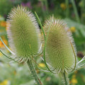 Outsidepride Teasel Seeds - 2000 Pcs. Biennal, Low Maintenance & Drought Tolerant, Flower Seeds for Planting Tall, Comb-Like Lilac Blooms for Cut Flower Arrangements & Pollinator Gardens