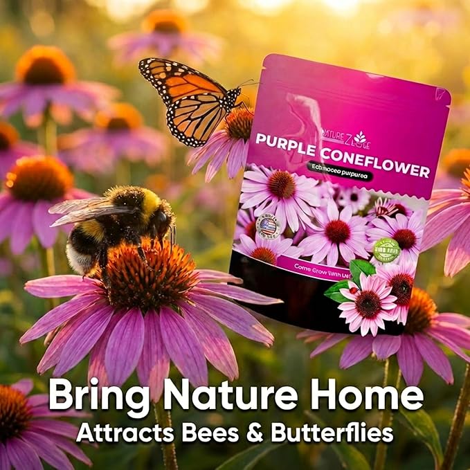 Echinacea Seeds, Purple Coneflower Seeds, Over 2300 Echinacea Seeds for Planting, Non-GMO, Open Pollinated, Heirloom Flower Seeds