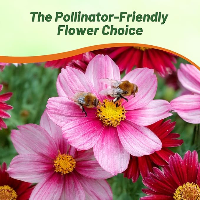 Outsidepride Robinson's Mix Chrysanthemum Seeds - 5000 Pcs. Perennial, Drought Tolerant Flower Seeds for Planting in Pollinator Gardens, Cut Flowers & Low Maintenance Landscaping