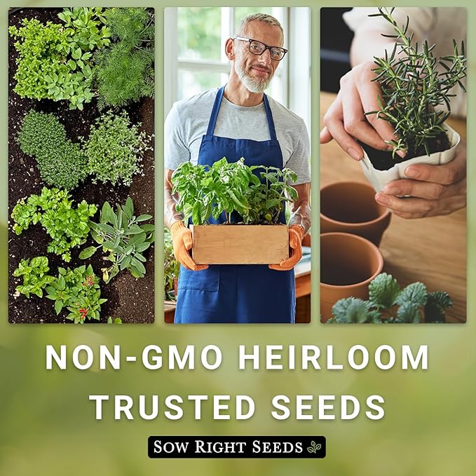 Sow Right Seeds - Rosemary Seed for Planting - Non-GMO Heirloom Packet with Instructions to Plant and Grow a Kitchen Herb Garden - Indoors or Outdoor - Tasty Culinary Herb, Super Fragrant (4)