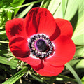 Easy to Grow Anemone His Excellency 20 Plant Bulbs - Red Flowers with Dark Centers in Spring, Full Sun
