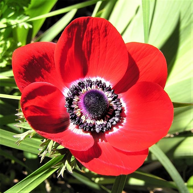Easy to Grow Anemone His Excellency 20 Plant Bulbs - Red Flowers with Dark Centers in Spring, Full Sun