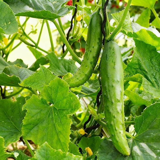 Cucumis Vegetable Fruit Seeds for Planting, 100 Cucumber Seeds, Heirloom Delicious Cucumber Vegetable Seeds for Small Garden Border, Home Outdoor