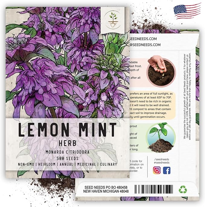 Seed Needs Lemon Mint Seeds for Planting Monarda citriodora Herbs - Grow a Non-GMO Heirloom & Untreated Medicinal Herb Garden Indoors or Outdoors - Popular in Herbal Tea (1 Pack)