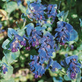 Cerinthe Major Honeywort Flower Seeds for Planting, 100 Purple-Blue Honeywort Seeds, Perennial Plants, Non-GMO Heirloom Major Honeywort Seed for Garden, Borders, Container Displays