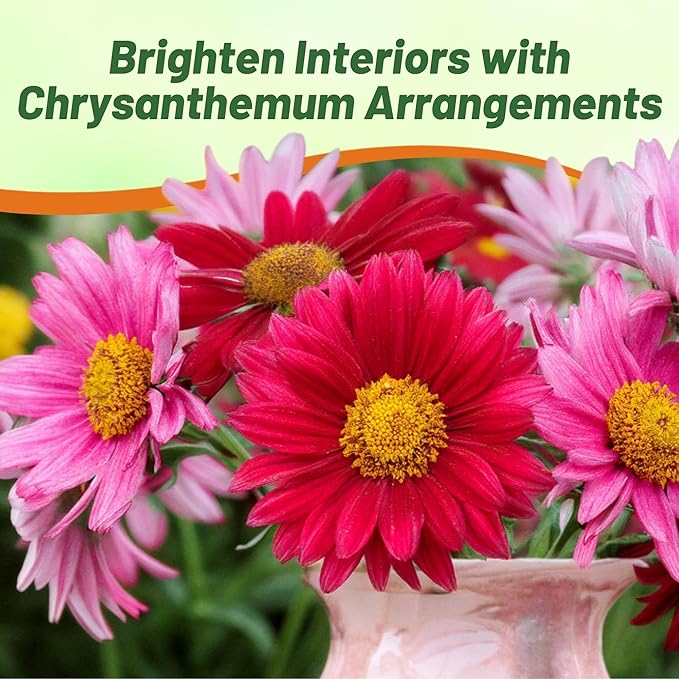 Outsidepride Robinson's Mix Chrysanthemum Seeds - 10000 Pcs. Perennial, Drought Tolerant Flower Seeds for Planting in Pollinator Gardens, Cut Flowers & Low Maintenance Landscaping