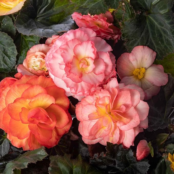 Outsidepride Sunrise Limitless Begonia Seeds for Planting - 25 Pcs Perennial Flower Seeds with Large Blooms, Arching & Pendulous Growth Habit, for Containers, Hanging Baskets, or Landscape Plantings