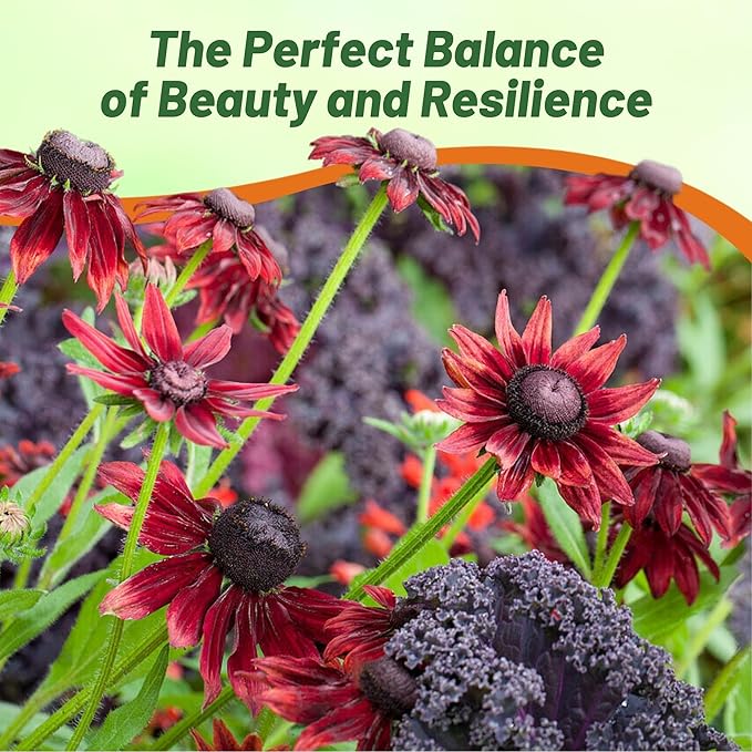 Outsidepride Cherry Brandy Rudbeckia Seeds - 25 Pcs. Annual, Easy to Grow & Self-Seeding Flower Seeds for Planting Red Blooms, for Low Maintenance Pollinator Gardens & Erosion Control