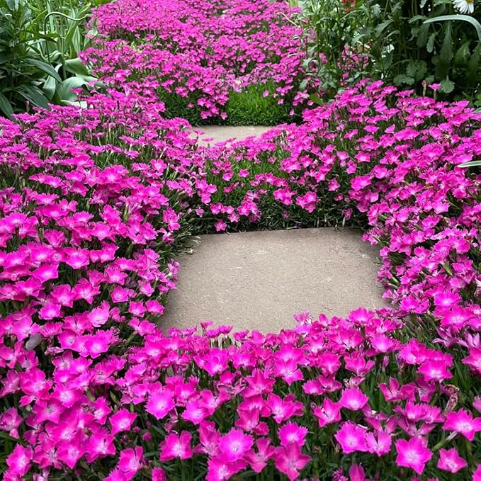 Mixrug Mix Sweet William Dianthus Seeds for Planting, 5000+pcs Rare Perennial Creeping Dianthus barbatus Flower Seeds Non-GMO Heirloom Rare Plants, Open Pollinated Beauty Home Garden for Outdoors