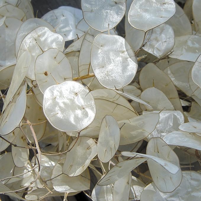 Burpee Money Plant Seeds (Lunaria) - Ornamental Silver Dollar Pods