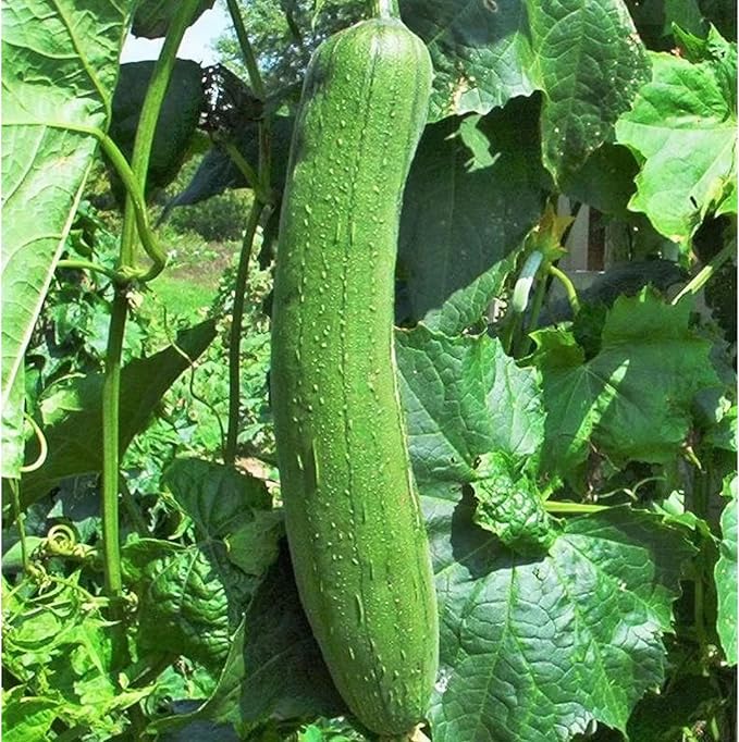 ZEshops 30 Luffa Chubby Pier Gourd Seeds – Non-GMO Heirloom Loofah Vegetable for Planting in Home Gardens, Trellises & Vertical Spaces