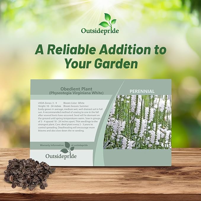 Outsidepride Obedient Plant Seeds - 1000 Pcs. Perennial, Low-Maintenance & Easy to Grow, Flower Seeds for Planting Tall, Vibrant White Blooms for Pollinator Gardens & Cut Flower Arrangements