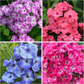 1000+ Phlox Seeds for Planting - Phlox Popstars Seeds Perennial Ground Cover Plants- Annual Flower for Home Garden