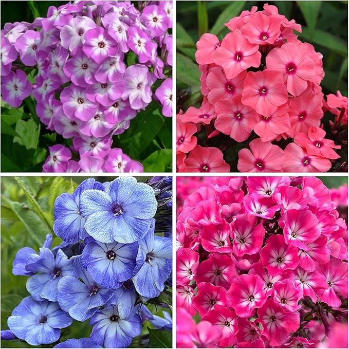 1000+ Phlox Seeds for Planting - Phlox Popstars Seeds Perennial Ground Cover Plants- Annual Flower for Home Garden
