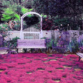 20000+ Magic Pink Creeping Thyme Seeds for Planting Ground Cover Plants Heirloom Flowers Perennial Thyme Non-GMO Thymus Serpyllum Seed