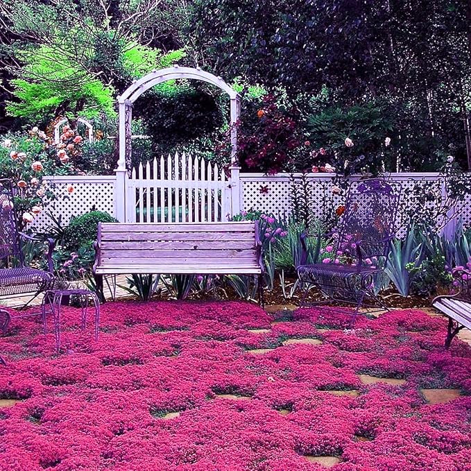 20000+ Magic Pink Creeping Thyme Seeds for Planting Ground Cover Plants Heirloom Flowers Perennial Thyme Non-GMO Thymus Serpyllum Seed