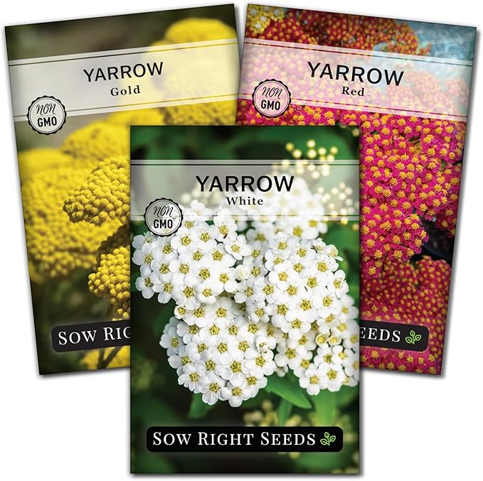 Sow Right Seeds - Common White, Gold & Red Yarrow Seeds for Planting - Non-GMO Heirloom Packets with Instructions to Grow Outdoor Home Garden - Medicinal Herb & Native Wildflower with Fragrant Blooms