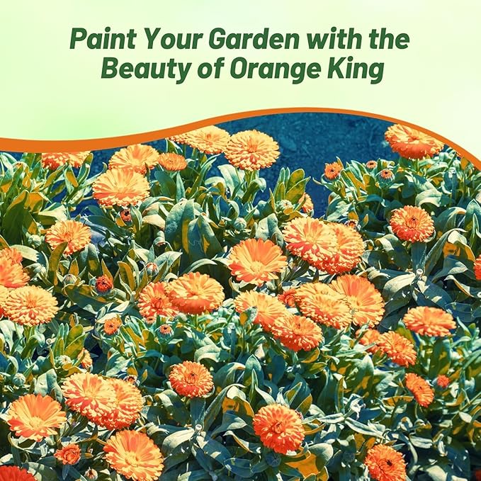 Outsidepride Orange King Calendula Seeds - 2000 Pcs Annual Edible Flower Seeds for Planting for Dishes & Wellness Uses, with Vibrant Blooms for Cut Flower, Container, & Pollinator Gardens