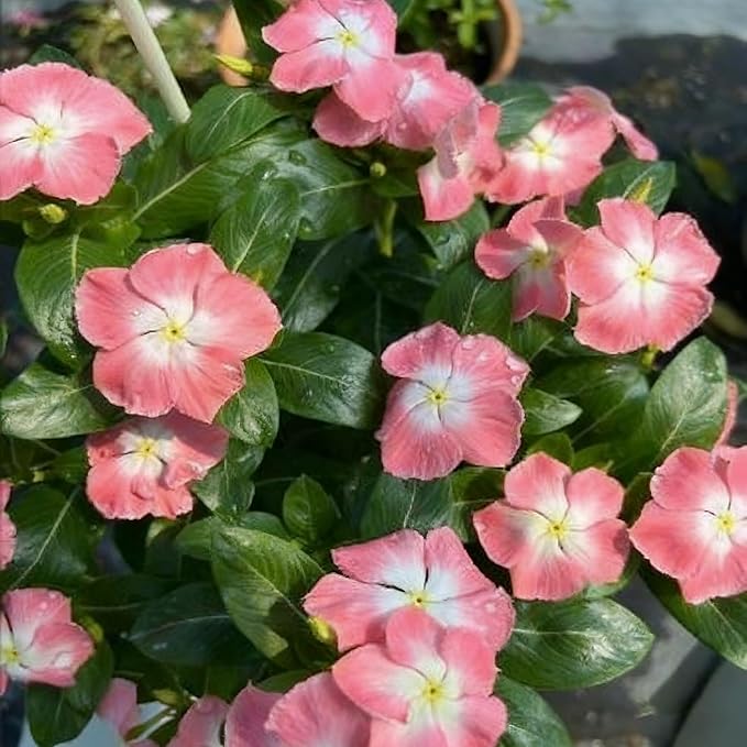 1000+ Perennial Vinca Periwinkle Flower Seeds, Mixed Color Heirloom Vinca Periwinkle Flower Seeds, Ground Cover Seeds for Home Garden and Outdoor