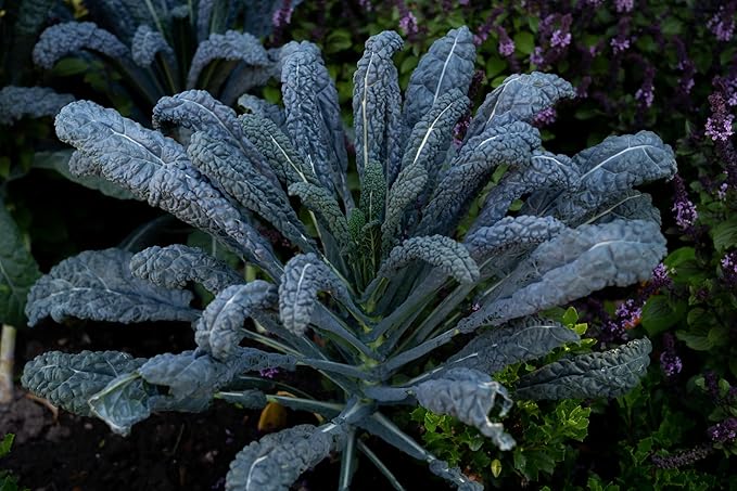 TKE Farms & Gardens - Lacinato Kale Seeds for Planting, 2 Grams, 500+ Heirloom Non-GMO Seeds - Dinosaur Kale, Tuscan Kale, Cold Hardy Superfood for Traditional & Urban Gardens