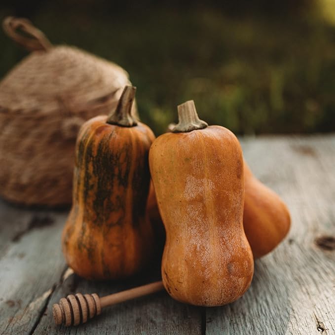 Honeynut Squash Seeds - 25 Count - Mini Butternut Squash Variety, Non-GMO, Heirloom Baby Butternut Squash Seeds for Planting in The Home Garden, Thresh Seed Company