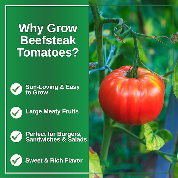 TKE Farms & Gardens - Beefsteak Tomato Seeds for Planting, 75+ Non-GMO Heirloom Seeds, Grow Juicy, Meaty Tomatoes Perfect for Slicing, Sandwiches & Sauces, Includes Easy Growing Instructions