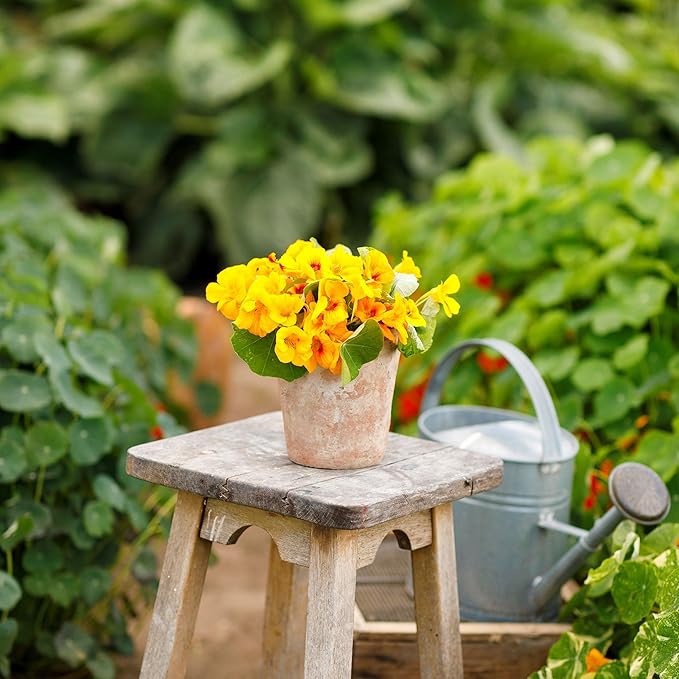 Eden Brothers Nasturtium Seeds - Alaska Gold Non-GMO Seeds for Planting, 1 Ounce | Low-Maintenance Flower Seeds, Plant During Spring Season, Zones 1, 10, 2, 3, 4, 5, 6, 7, 8, 9