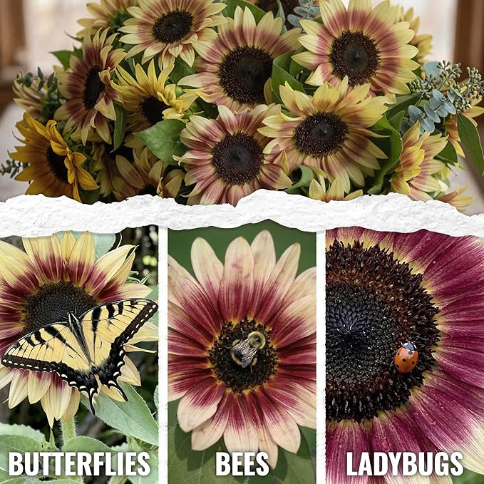 Seed Needs Sunflower Seeds for Planting Cherry Rose Sunflowers - Hybrid Flowers with Unique Bi-Colors for an Outdoors Flower Garden - Great for Cut Flowers in Bouquets & Floral Arrangements (5 Packs)