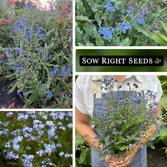 Sow Right Seeds - Forget-Me-Not Flower Seeds for Planting (Cynoglossum amabile) - Non-GMO Heirloom Packet with Instructions - Great to Pair with Cards of Remembrance - Small Blue Memory Blooms (1)